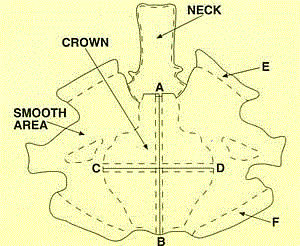 How Is Exotic Leather Measured and Graded?